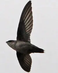 This shows the bottom of a large gray Vaux's Swift  flying with wings fully extended